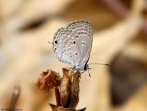 Peablue Perched on a twig Chilades pandava,Plains Cupid