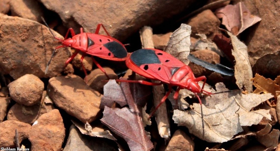 Red silk cotton tree bugs (mating)  Dysdercus koenigii,Red Silk Cotton Bug