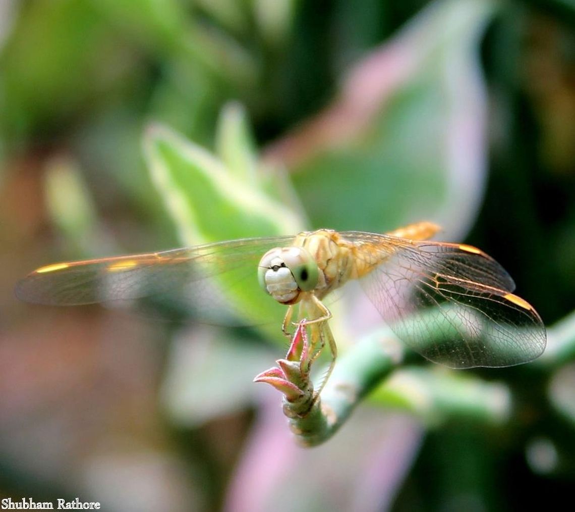 Brachythemis contaminata They are really interactive I must say. Brachythemis contaminata,Ditch Jewel