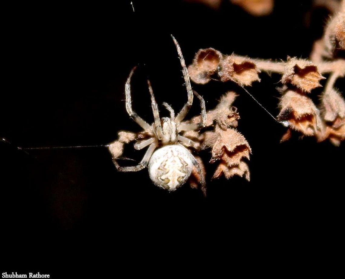 Common garden orb-weaver  Neoscona domiciliorum
