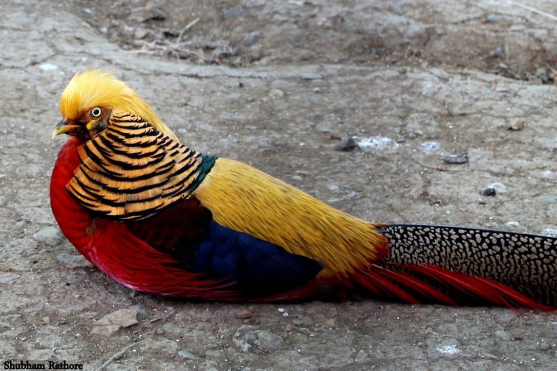 Golden pheasant  Chrysolophus pictus,Golden Pheasant