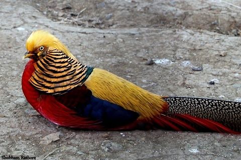 Golden pheasant  Chrysolophus pictus,Golden Pheasant