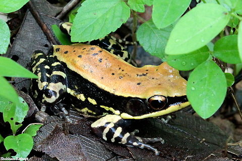The fungoid frog  Fungoid frog,Hylarana malabarica