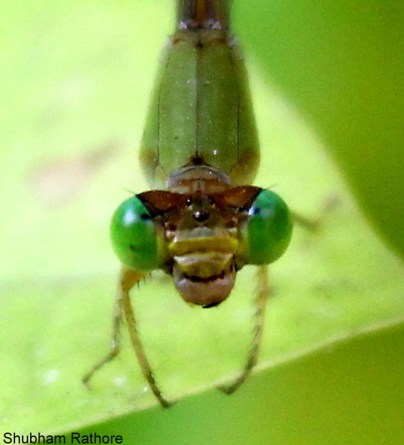 Head detail of a damselfly