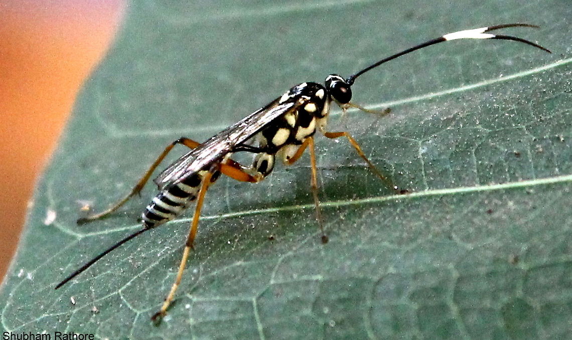 Ichneumon Wasp