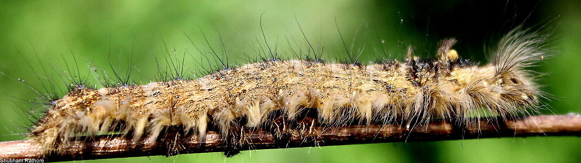 Lappet moth caterpillar