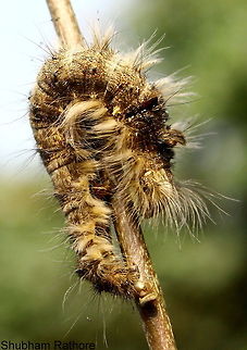 Lappet moth catterpillar