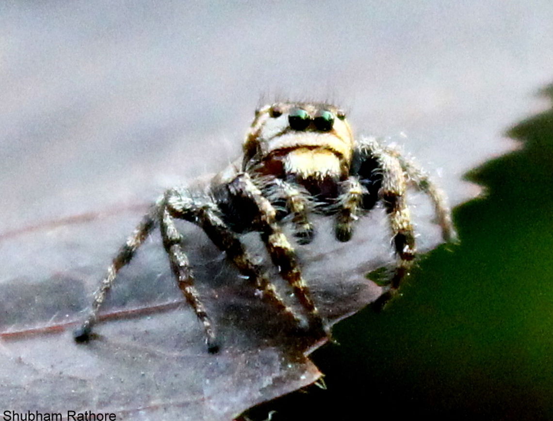 The Tiney Trooper (Salticidae)