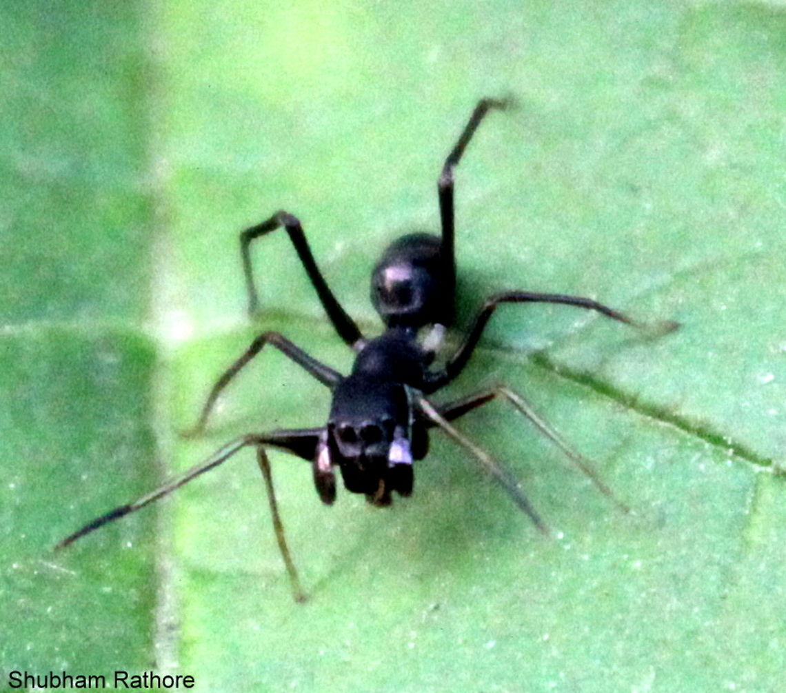 Ant-Mimicking spider