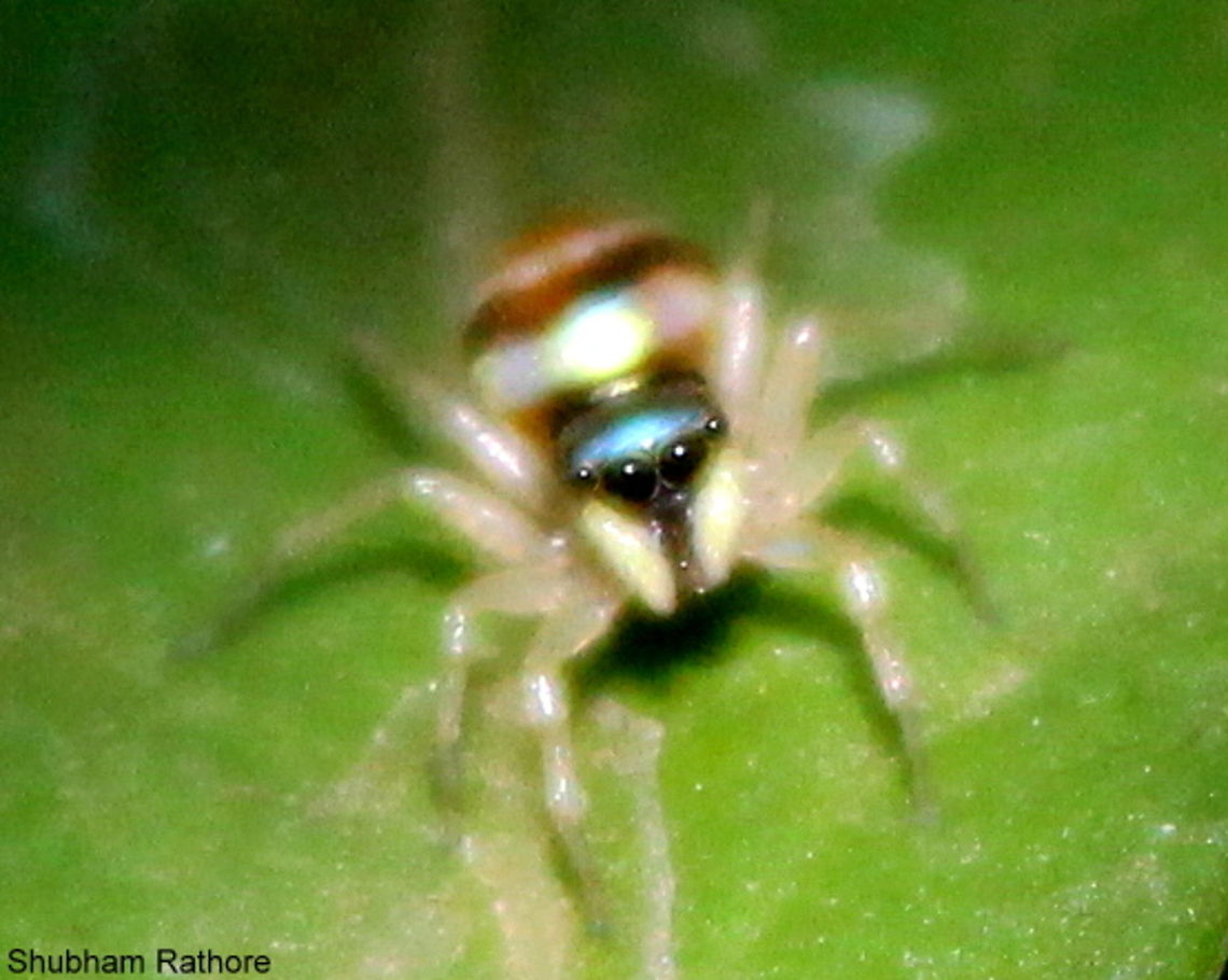 Phintella vittata (FEMALE) I just like the eyes :) Banded Phintella,Phintella vittata