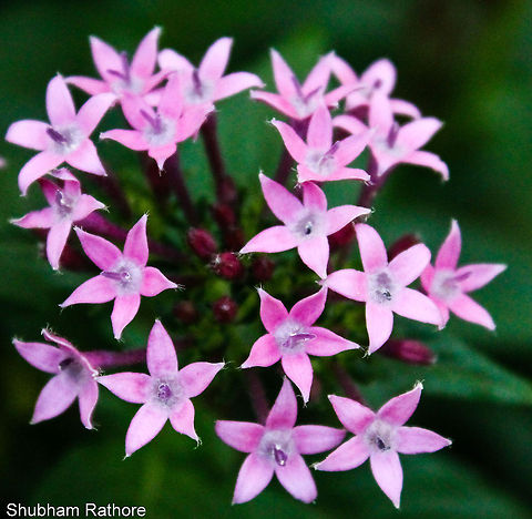 Star Cluster  Pentas lanceolata