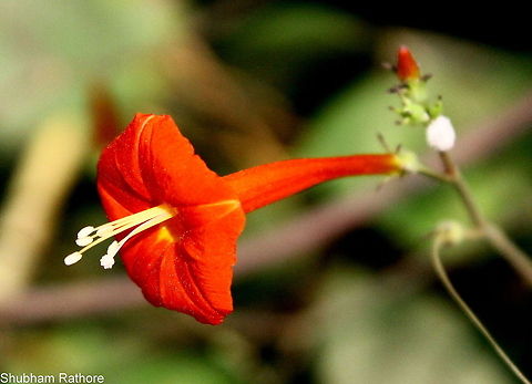 Wild flower
