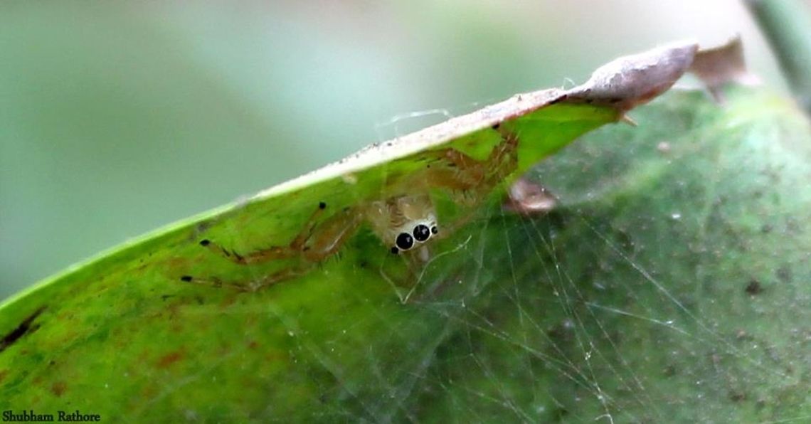 Two striped jumping spider(male)