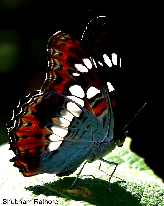 Commander Found in The sahyadari mountains Commander,Moduza procris