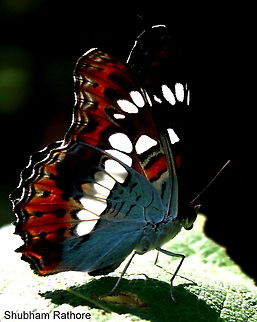 Commander Found in The sahyadari mountains Commander,Moduza procris