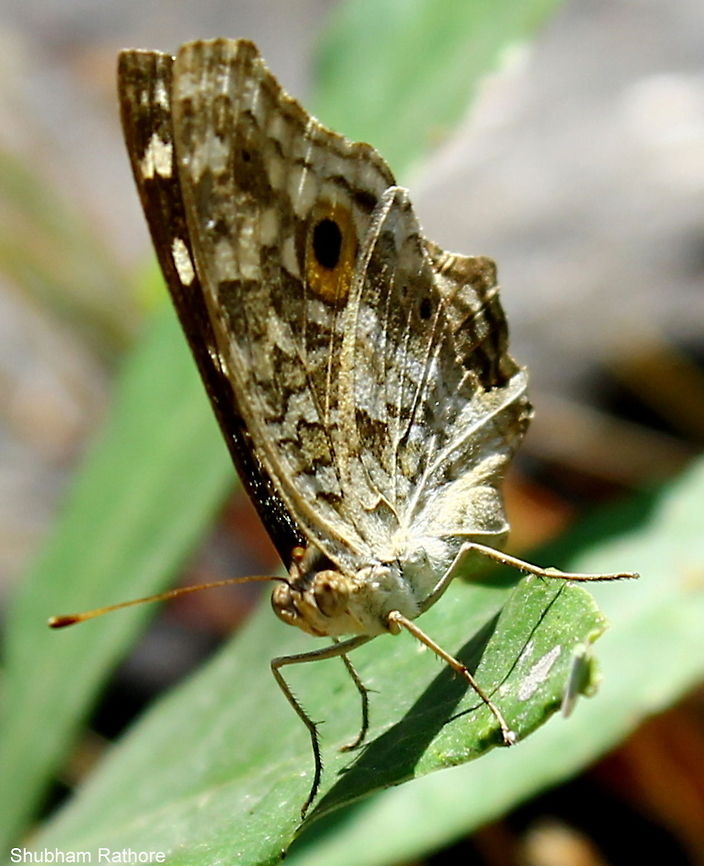lemon pansy  Junonia lemonias,Lemon Pansy