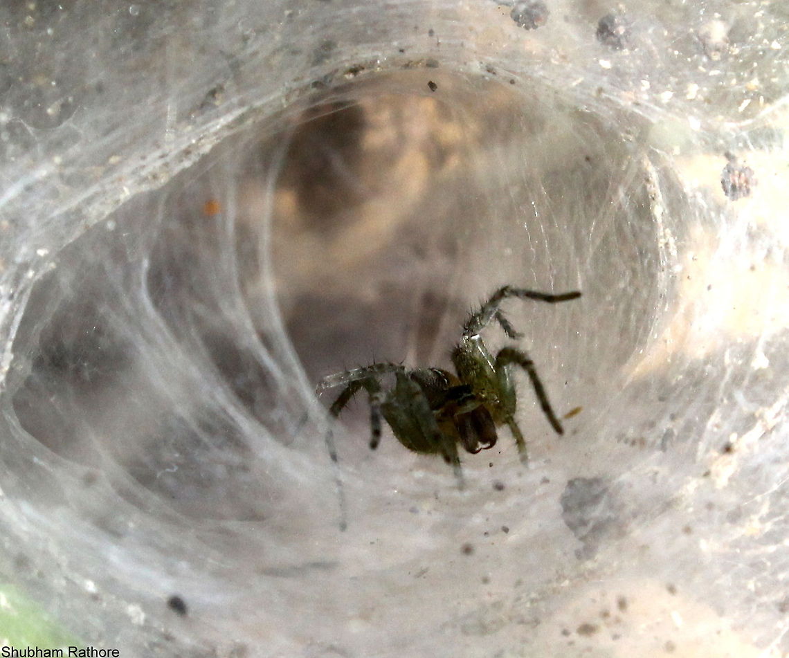 Funnel web spider  Agelena labyrinthica