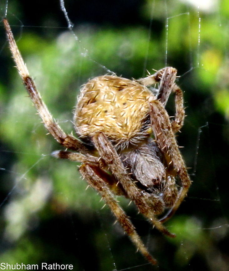 Orb weaver  Neoscona crucifera