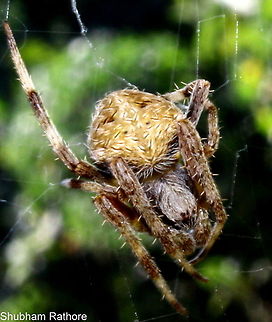 Orb weaver  Neoscona crucifera