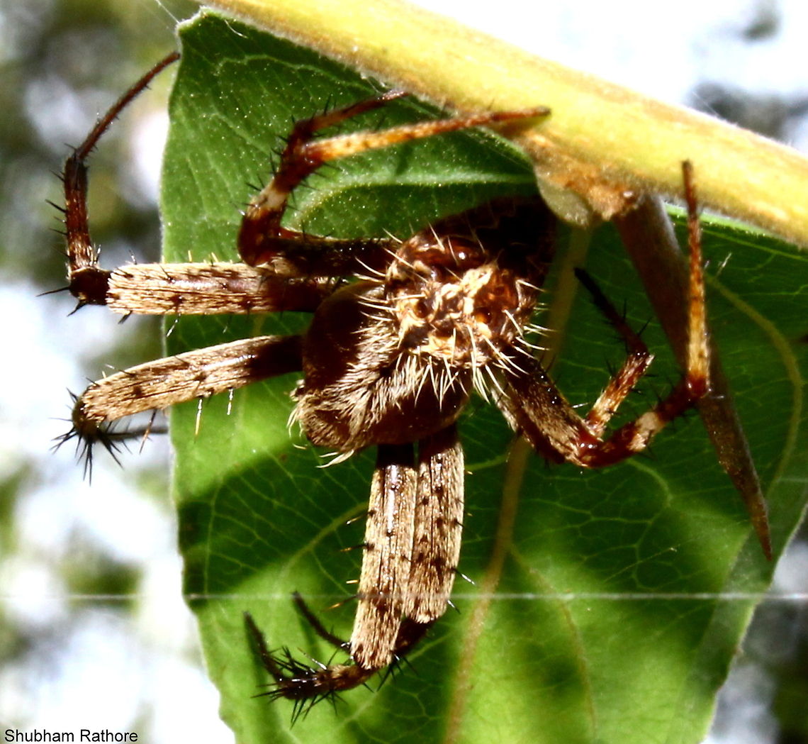 Indian Garden Orb weaver(Eriophora himalayaensis) These guys hide under a leaf and attack the prey when it&#039;s trapped in the web Eriophora himalayaensis,Indian Garden Orb weaver