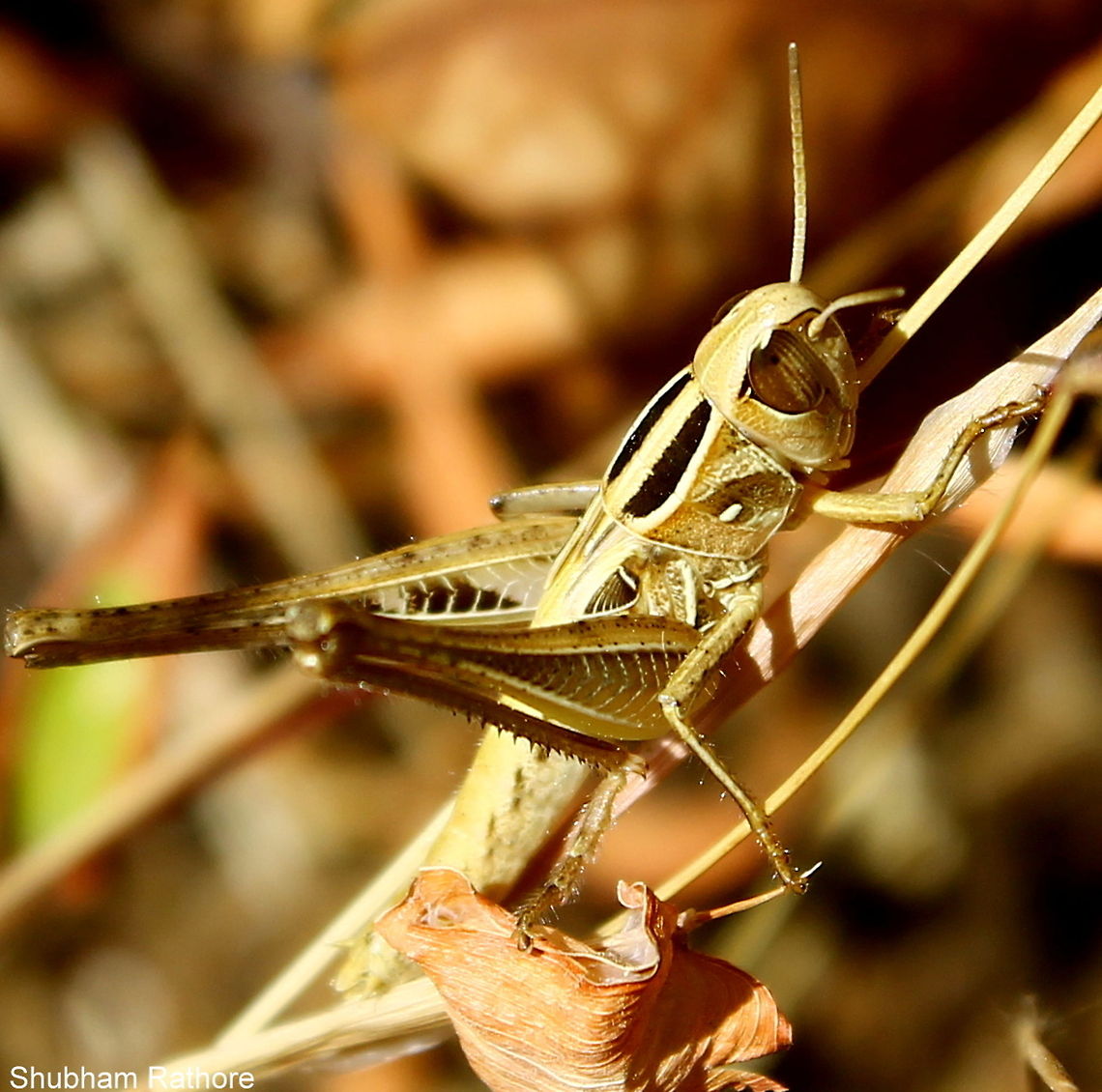 Grasshopper nymph