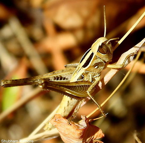 Grasshopper nymph