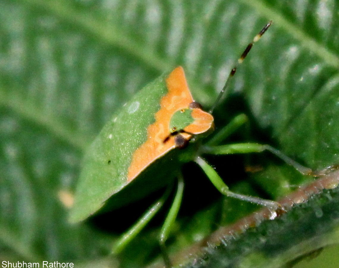 Common Shield bug Seated on a Karvi leaf this bug has a spectacualr orange band which aids in effective camoflauge Heteroptera,Nezara,Nezara viridula,Nezara viridula f. torquata,Pentatomidae,Pentatominae,Pentatomini,Southern green stink bug