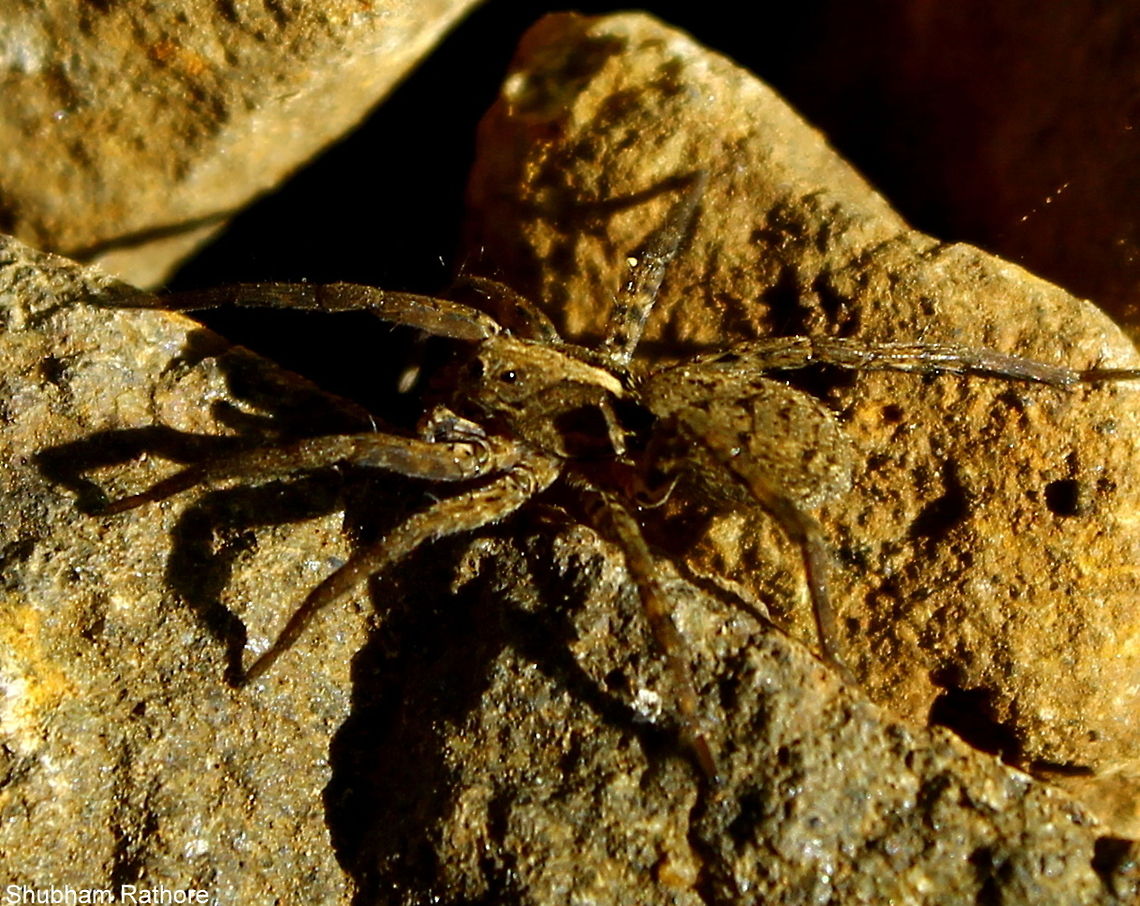 The wolf Spider The species identification has stated that this species is limited to USA well that is not so, the wolf spiders are found all over the world. Kindly, change that :) Hogna aspersa