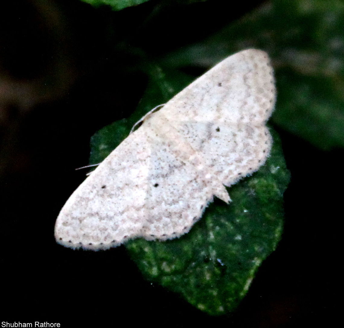 Moth