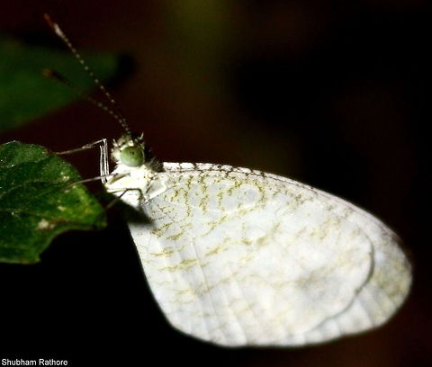 Butterfly Iclicked this in Mumbai, kindly help in identification Leptosia nina,Psyche