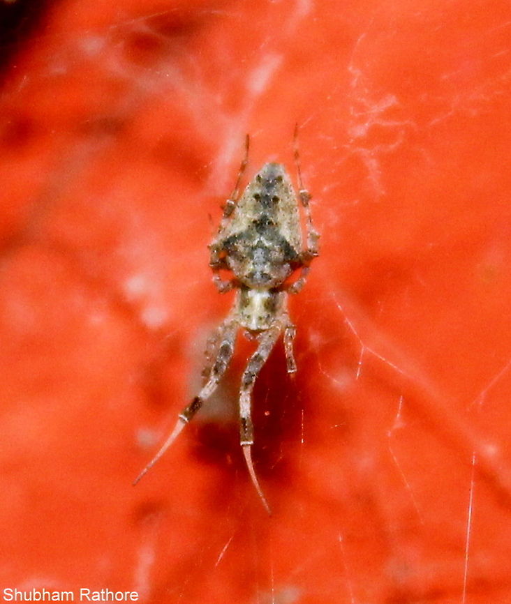 Hackled Orb Weaver These guys are present world wide, they are non-venomous and are known for their web structures which does not have any adhesives but a number of fine silk strands that ensnares the prey.