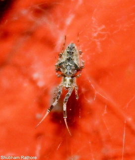 Hackled Orb Weaver These guys are present world wide, they are non-venomous and are known for their web structures which does not have any adhesives but a number of fine silk strands that ensnares the prey.