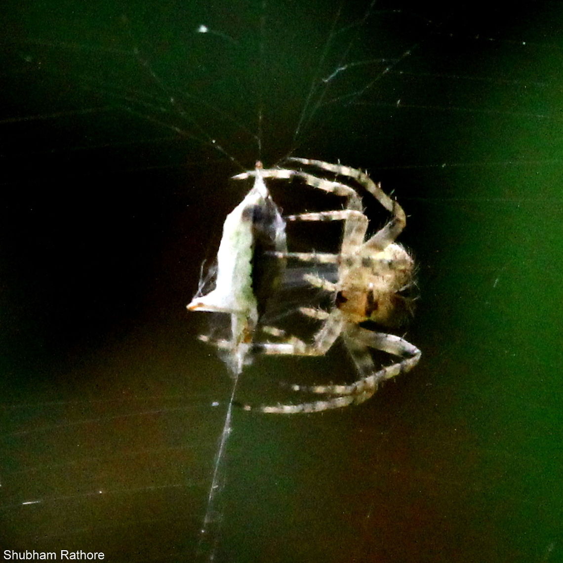 Neoscona nautica (common garden orb weaver) It was wrapping it&#039;s prey, which is a small shield bug. If you see closely you can see a dense band of silk being secreted from it&#039;s spinnerets