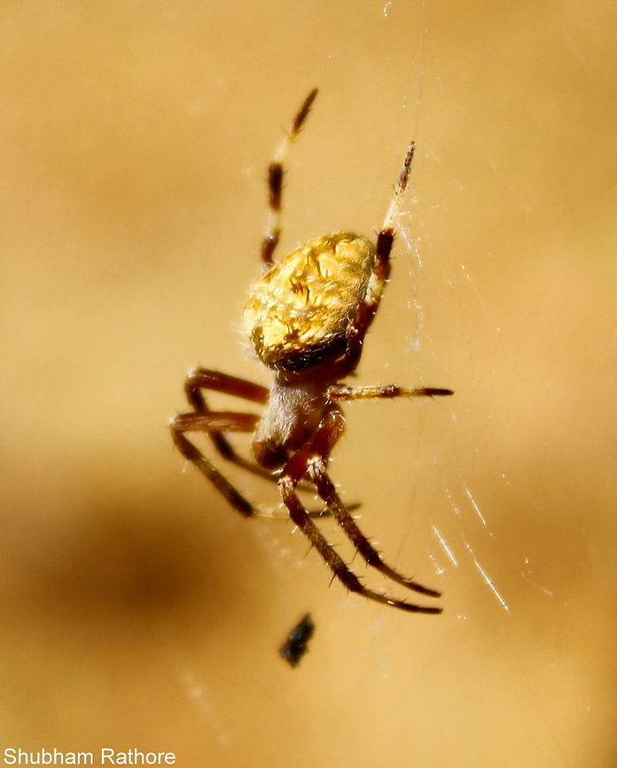 Neoscona sp. (female) Strikingly beautiful