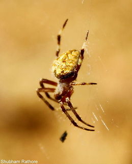 Neoscona sp. (female) Strikingly beautiful