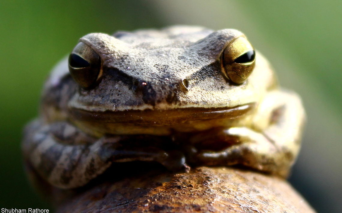 The smile :P Ive uploaded a pic of this species before. this is kinda funny :P Geotagged,India,Polypedates maculatus,polypedatus maculatus