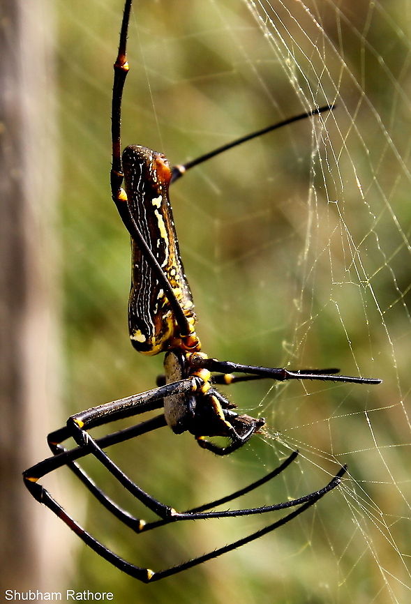 Giant orb weaver A grasshopper got stuck in the web, was lucky enough to click it feeding :D Nephila pilipes
