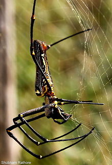 Giant orb weaver A grasshopper got stuck in the web, was lucky enough to click it feeding :D Nephila pilipes