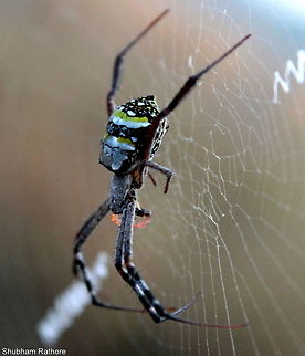 Argiope anasuja  Perched on it's web :) Argiope anasuja,Signature Spider