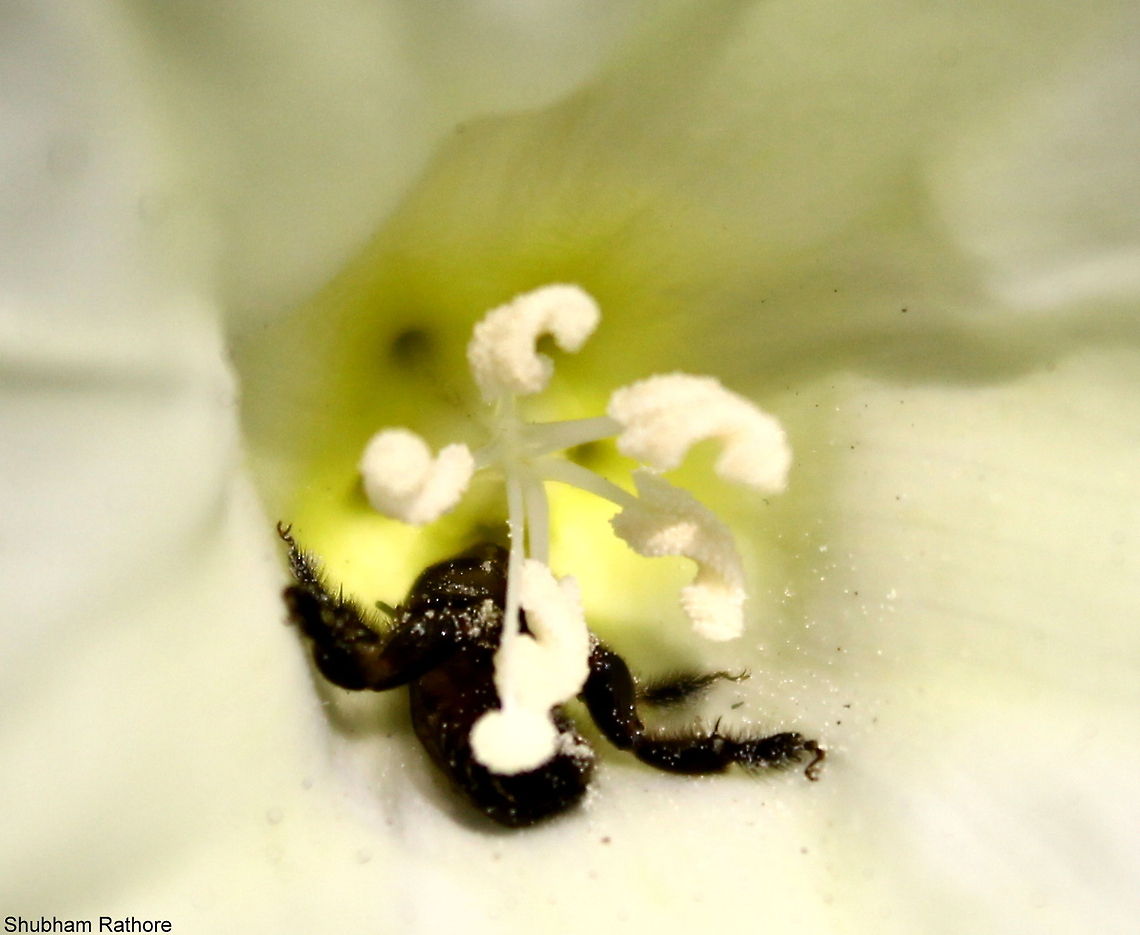 Honey bee resting in a flower