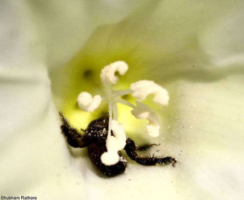 Honey bee resting in a flower