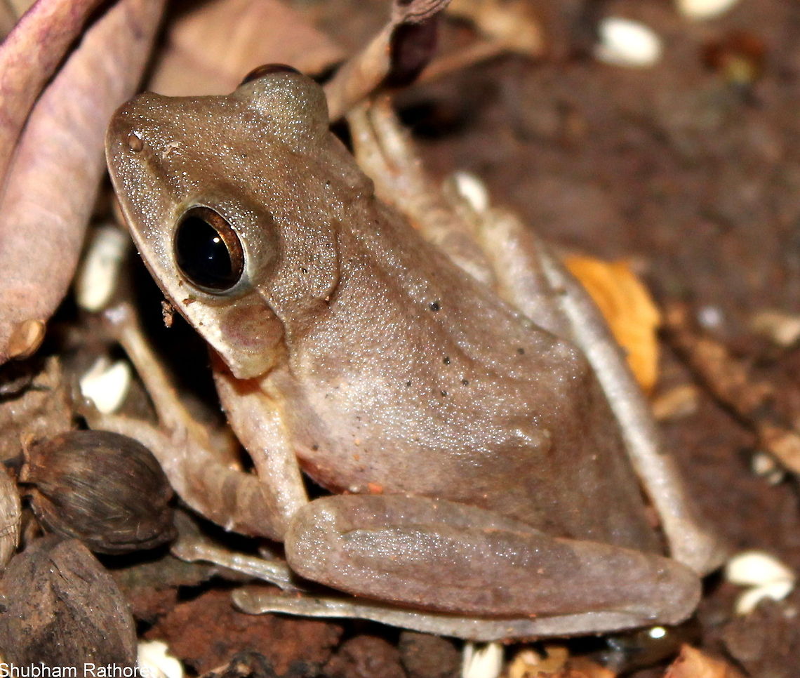 The Common Indian TreeFrog It's the cutest <3 Common Indian tree frog,Polypedates maculatus