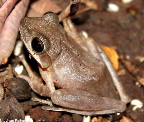 The Common Indian TreeFrog It's the cutest <3 Common Indian tree frog,Polypedates maculatus