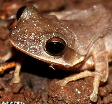 Common Indian Tree Frog Close up Common Indian tree frog,Polypedates maculatus
