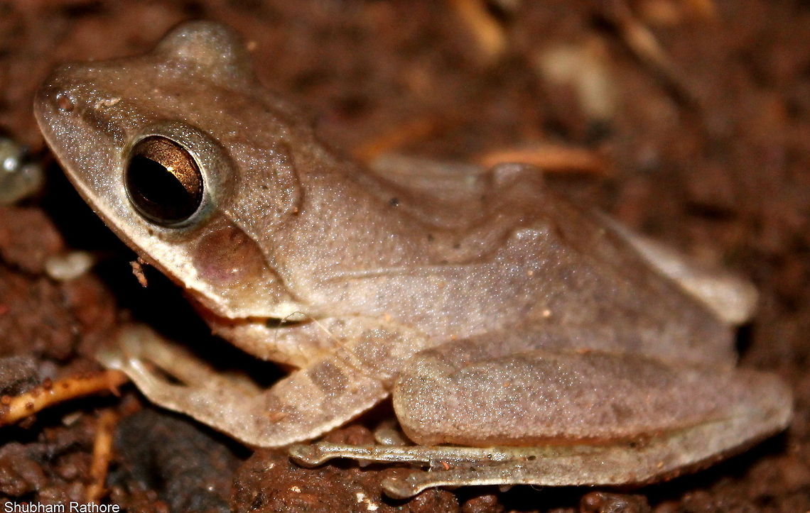 Polypedates maculatus Side profile :P Common Indian tree frog,Polypedates maculatus