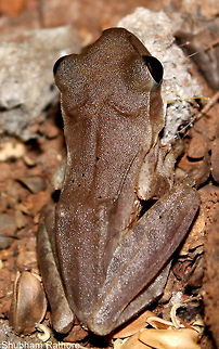 Common Indian Tree Frog This was the first snap, I guess it knew I was there :P....and it was pitch dark so I am pretty lucky  Common Indian tree frog,Polypedates maculatus