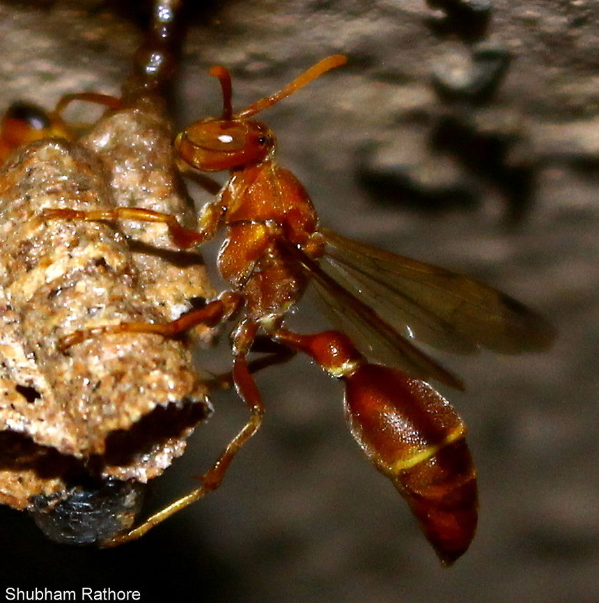 Ropalidia Marginata (Paper wasp) The species cannot be added, although it has a wiki page. please help Indian wasp,Ropalidia marginata,insect,sting