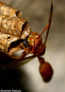 Paper wasp Head detail as it tried to check it's egg Ropalidia marginata