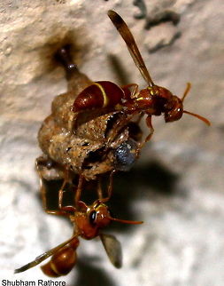 Ropalidia marginata(Paper wasp), male and female and there egg A happy family. Although, I am pretty suprised to see only one worker Ropalidia marginata
