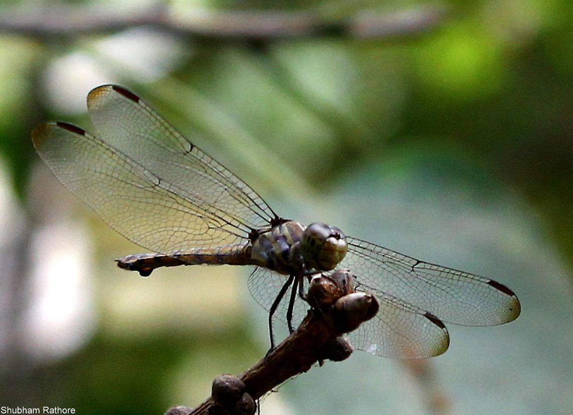 Dragon fly  Lathrecista asiatica